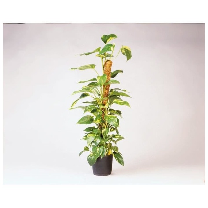 NATURE Tuteur en fibres de coco - H90 cm