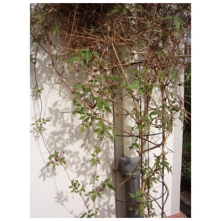 NATURE Treillis métallique tuyau de descente plastifié vert - H145x1