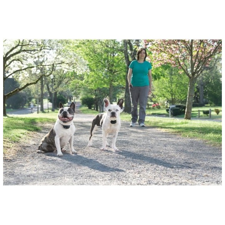 PetSafe - Systeme de Dressage pour Chien 300 m a Stimulation Electrost