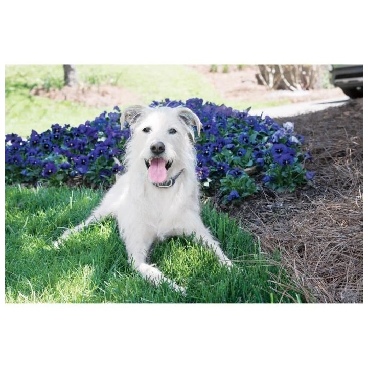 PetSafe - Systeme de Dressage Léger pour Chien 600 m a Stimulation Do