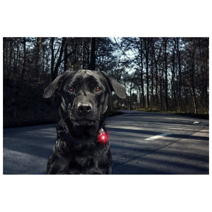 ORBILOC Lumiere de sécurité - Rouge - Pour chien