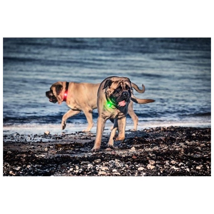 ORBILOC Lumiere de sécurité - Vert - Pour chien