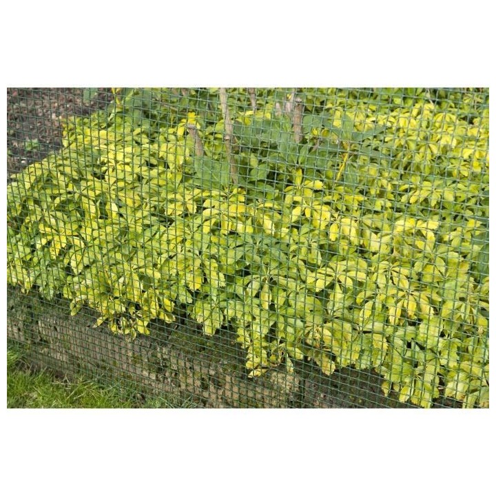 Nature Brise-vue en maille carré 5x5 mm 1x3 m Vert