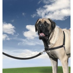 PetSafe - Harnais Easy Walk avec boucle Anti-Traction et laisse de 1,8 m, Confortable, 4 points de Réglage, Résistant - Noir -