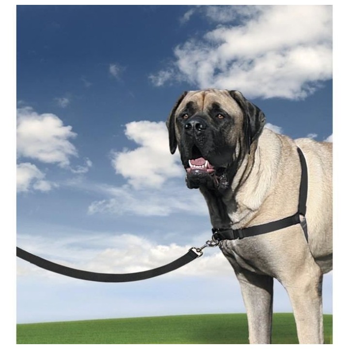 PetSafe - Harnais Easy Walk avec boucle Anti-Traction et laisse de 1,8