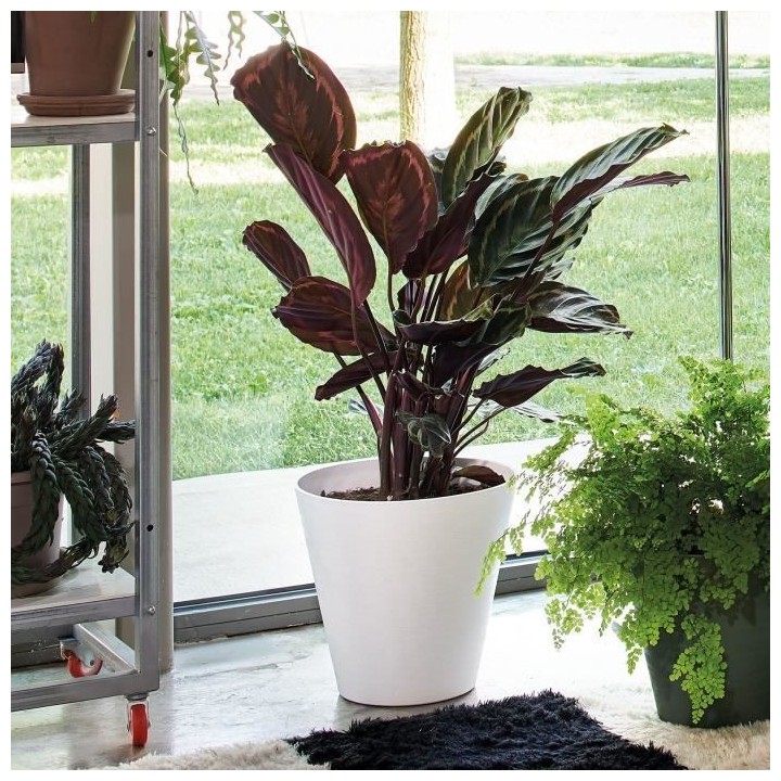 DEROMA Pot de fleurs Save R bianco a réserve d'eau - Coloris blanc -