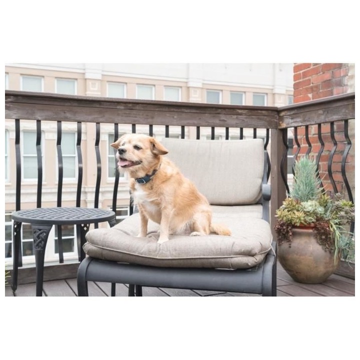 PetSafe - Collier de Dressage avec télécommande digitale pour Chien,