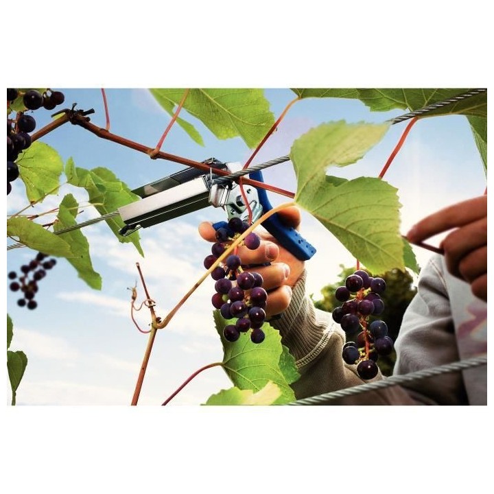 RAPID Agrafes vigne en aluminium C50 - 40107758