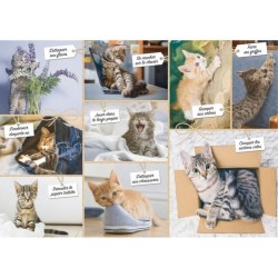 Puzzle N 1500 p - Betises de chat