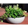 RIVIERA - Coupe pot de fleurs - granit D50 - stone