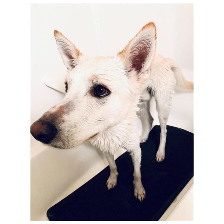 Tapis de bain Pattes humides Tall Tails